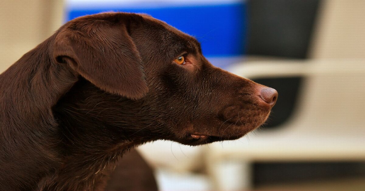 Sadie, il Labrador Retriever che apre con gioia i regali di Natale (VIDEO)