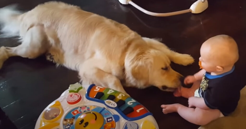 Golden Retriever con un bambino