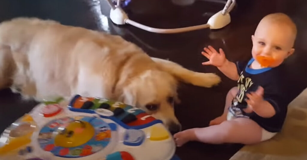 Golden Retriever con un bambino