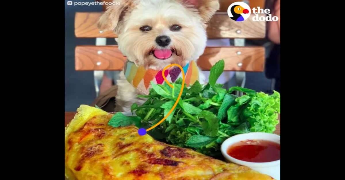 Popeye, il cucciolo di cane ex randagio ora influencer esperto di cucina su Instagram (VIDEO)