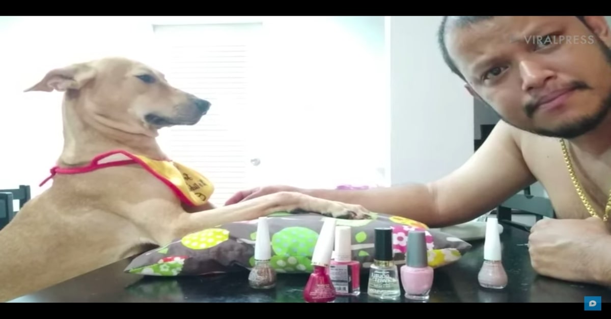 Sasa, la cucciola di cane che si fa fare tranquillamente la pedicure (VIDEO)