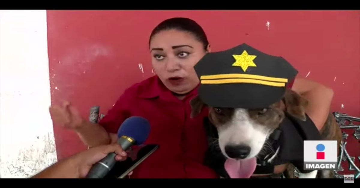 Chilaquil, il cucciolo di cane che viene addestrato per diventare un cane poliziotto (VIDEO)