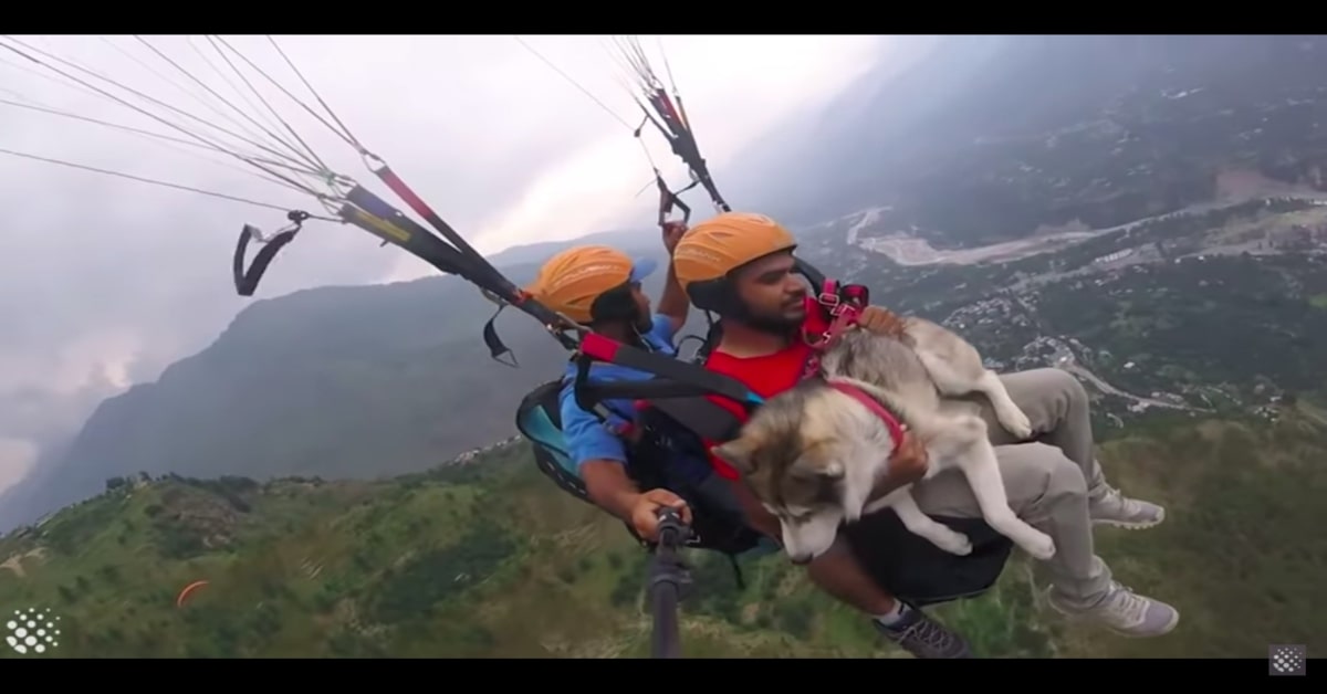 Pazzesco: un cucciolo di Husky vola tranquillamente in parapendio con il suo padrone (VIDEO)