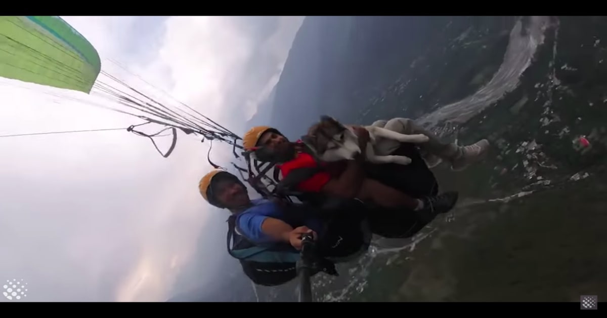 Cane senza paura in parapendio