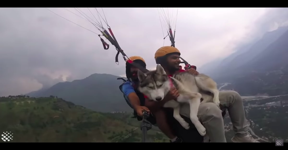 Husky coraggioso in parapendio con il padrone