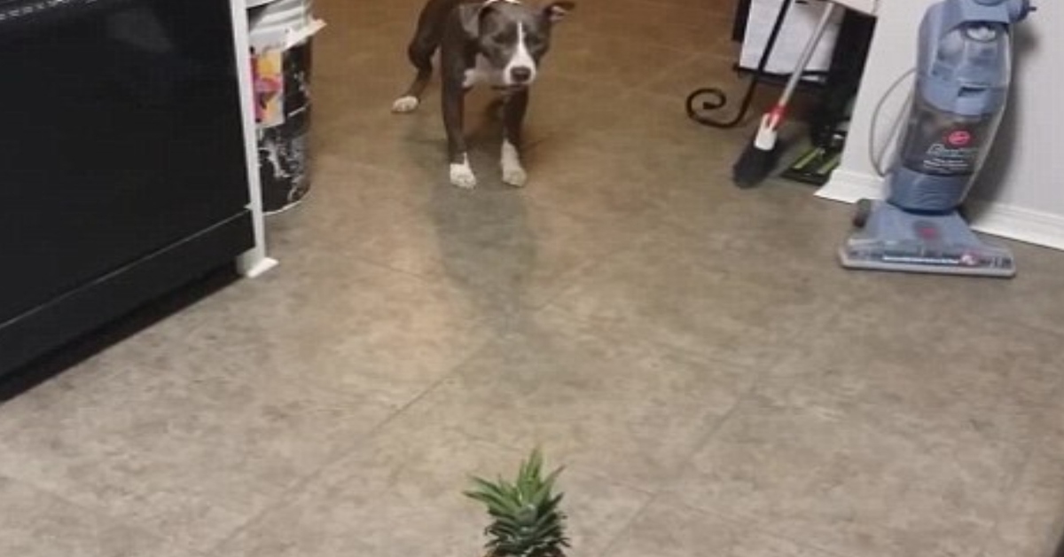 Stella Pitbull ananas video