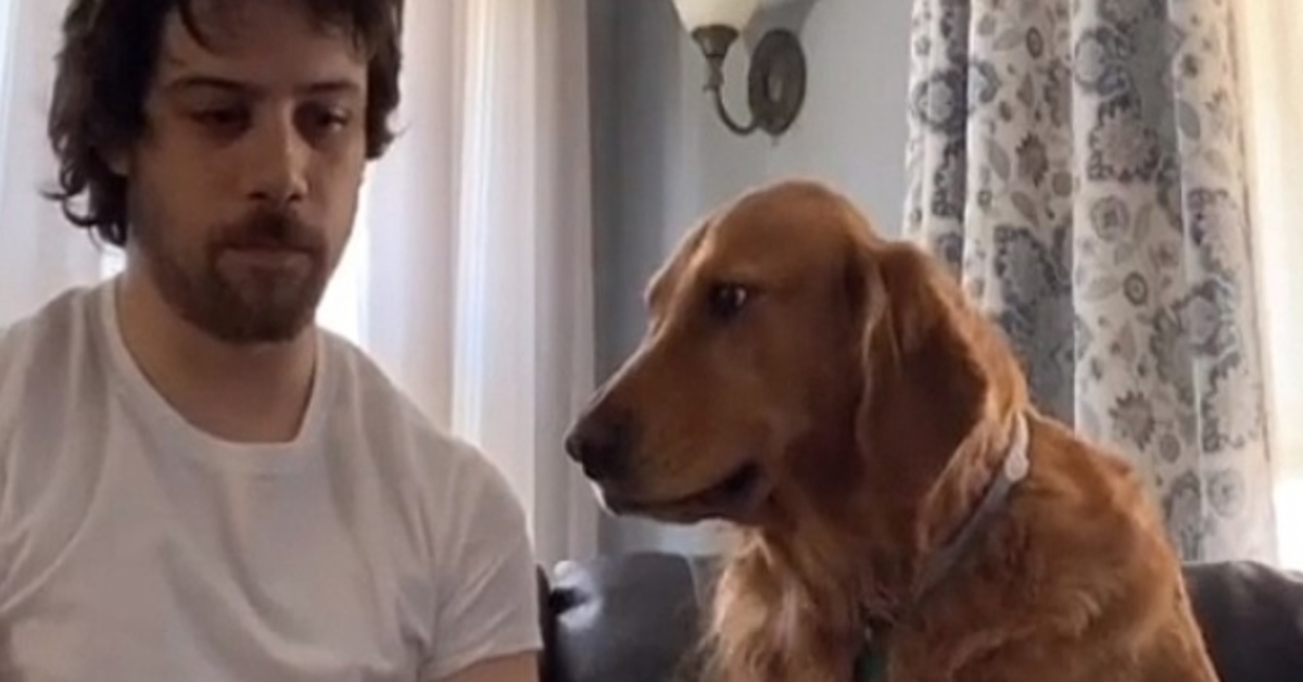 Golden Retriever Tillie video