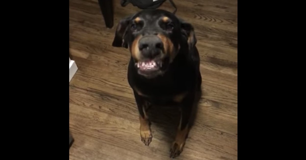 Il sorriso di un cucciolo di Dobermann che fa impazzire la rete (VIDEO)