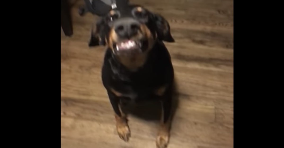 Tito il Dobermann che sorride