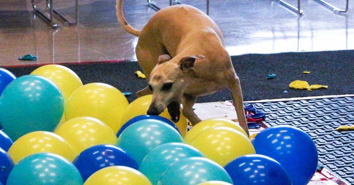 Toby, il cucciolo di cane che ha raggiunto un record Guinness: è il più grande distruttore di palloncini del mondo (VIDEO)