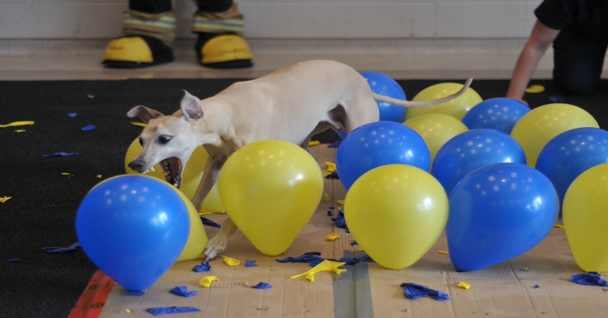 Toby vince il Guinness dei palloncini rotti