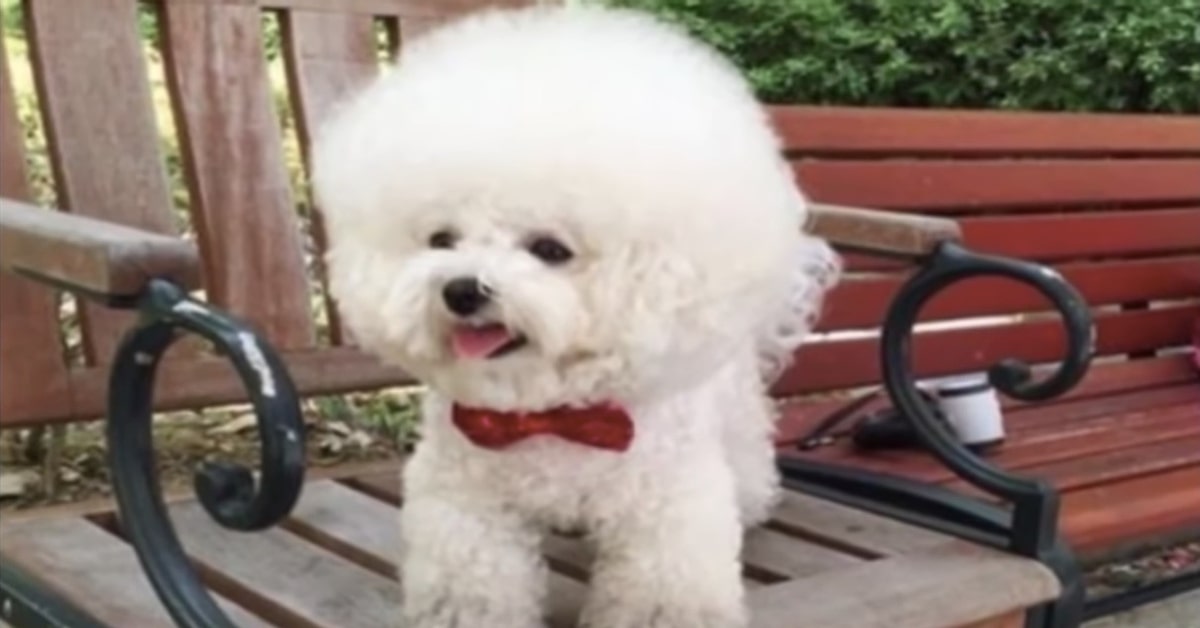 Tori, la cucciola di Bichon Frisé dalla pettinatura afro che è diventata una star di Instagram ( VIDEO)