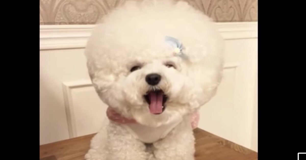 Tori Bichon frisé