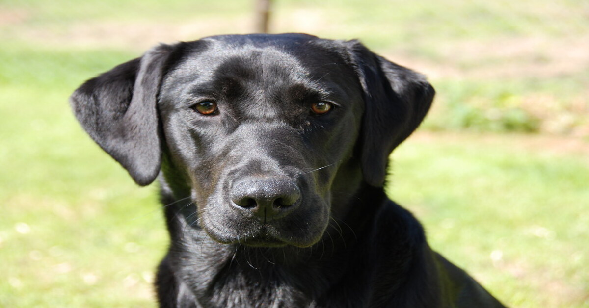 Tucker cagnolino mucche video