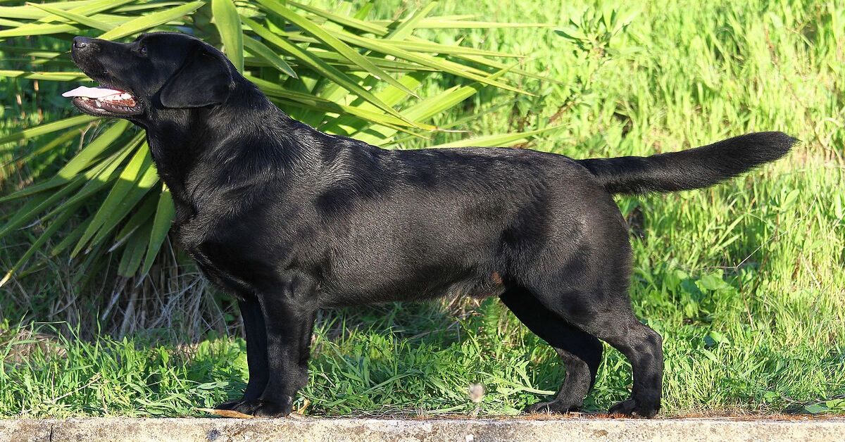 Tucker, il cagnolino che voleva guidare le mucche (VIDEO)