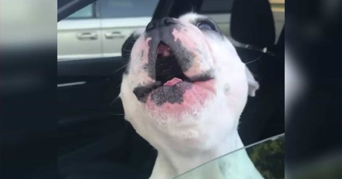 Walter, un cucciolo di Bulldog Francese, canta come un tenore e fa impazzire la rete (VIDEO)