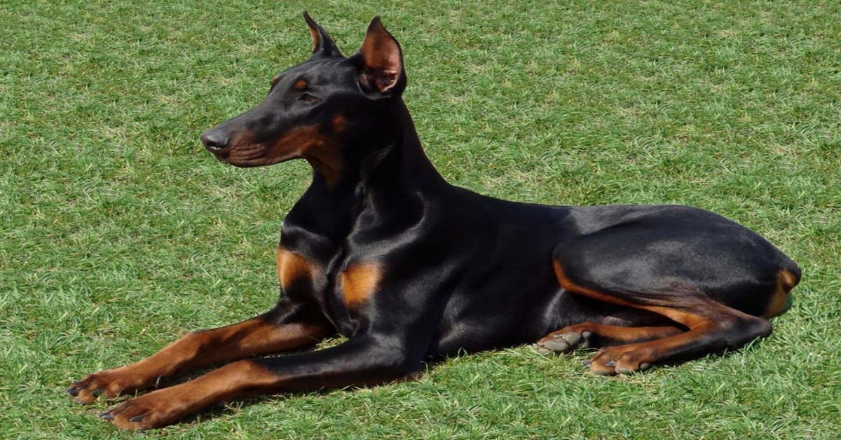 Xena, la cucciola di Dobermann che sorprende tutti con la sua velocità quando corre (VIDEO)