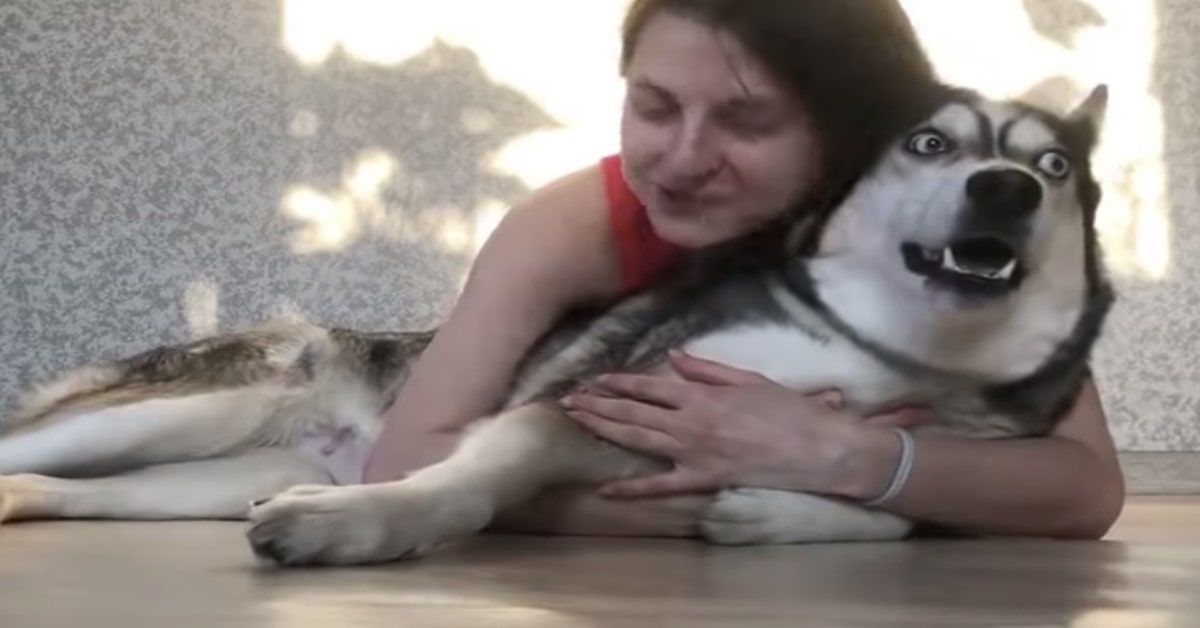 Un cucciolo di Husky riceve un abbraccio inaspettato e reagisce in modo insolito (VIDEO)