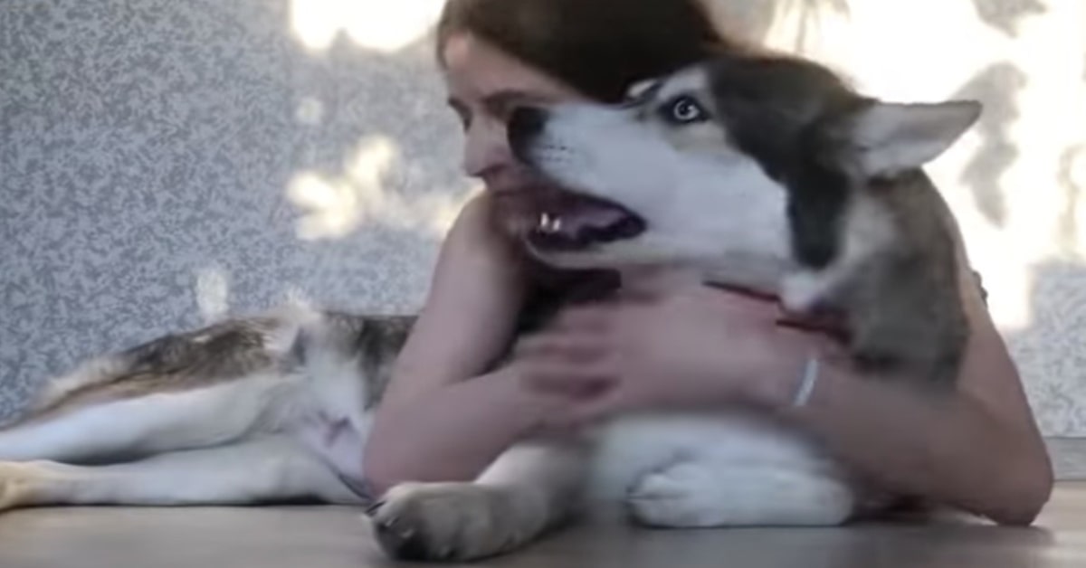 la padrona abbraccia husky ma lui non è contento