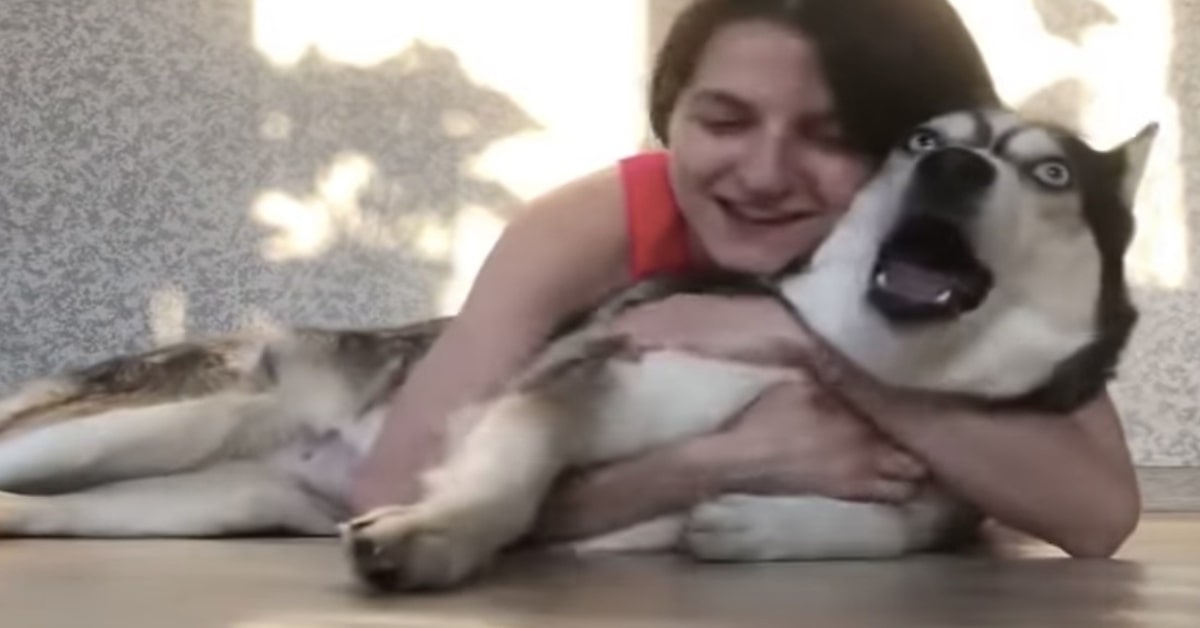 la ragazza abbraccia l'husky all'improvviso