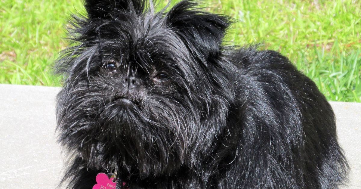 Come addestrare un Affenpinscher, tutti i metodi