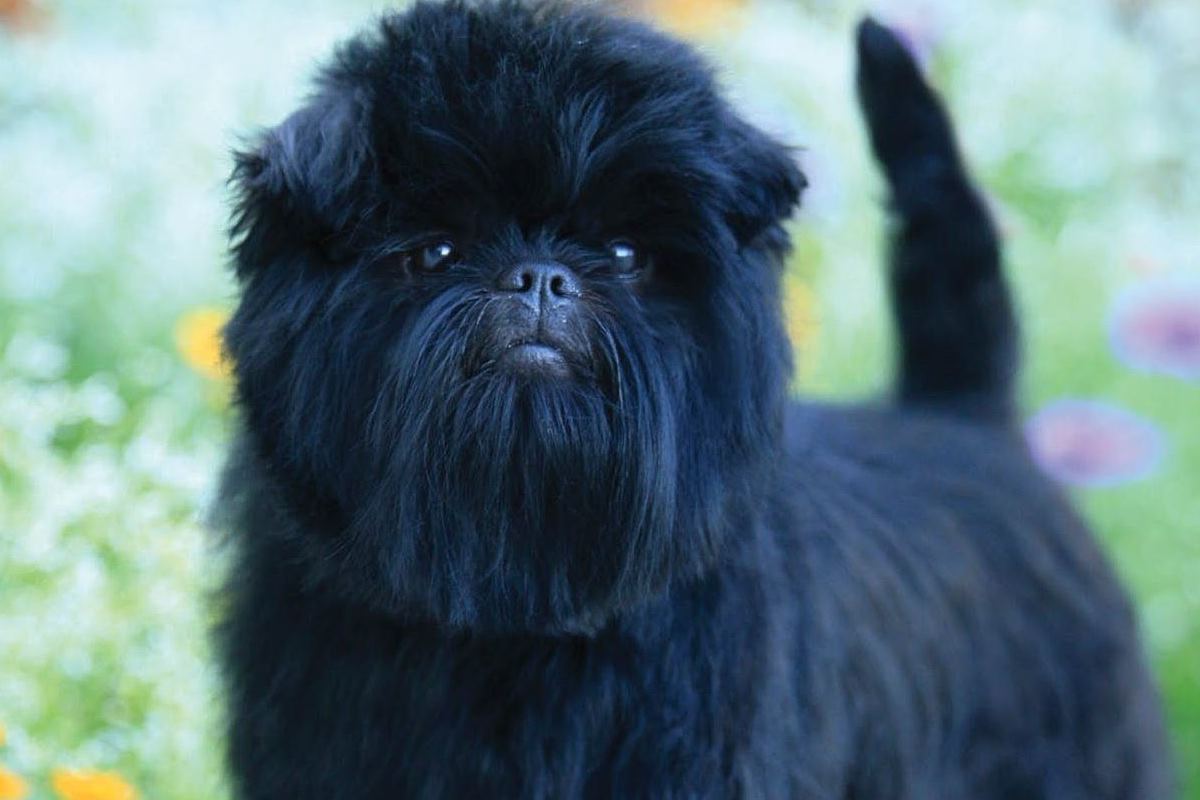 cane con il pelo nero e lungo sul muso