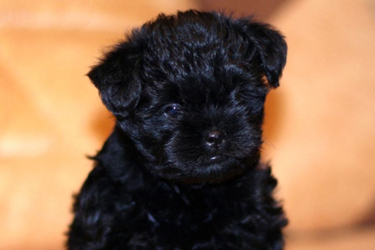 cucciolo di cane nero