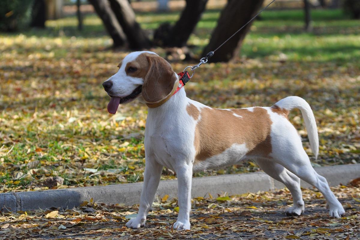 cane al guinzaglio