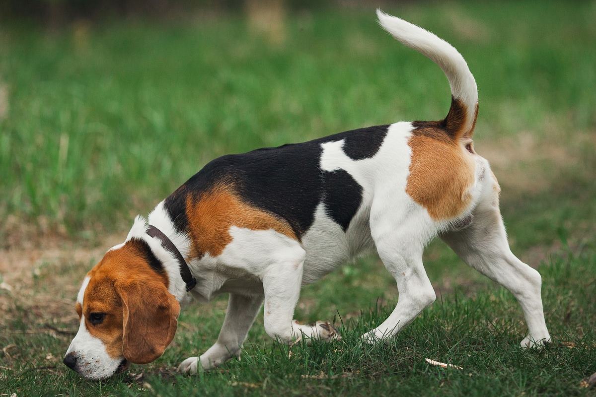 cane da caccia