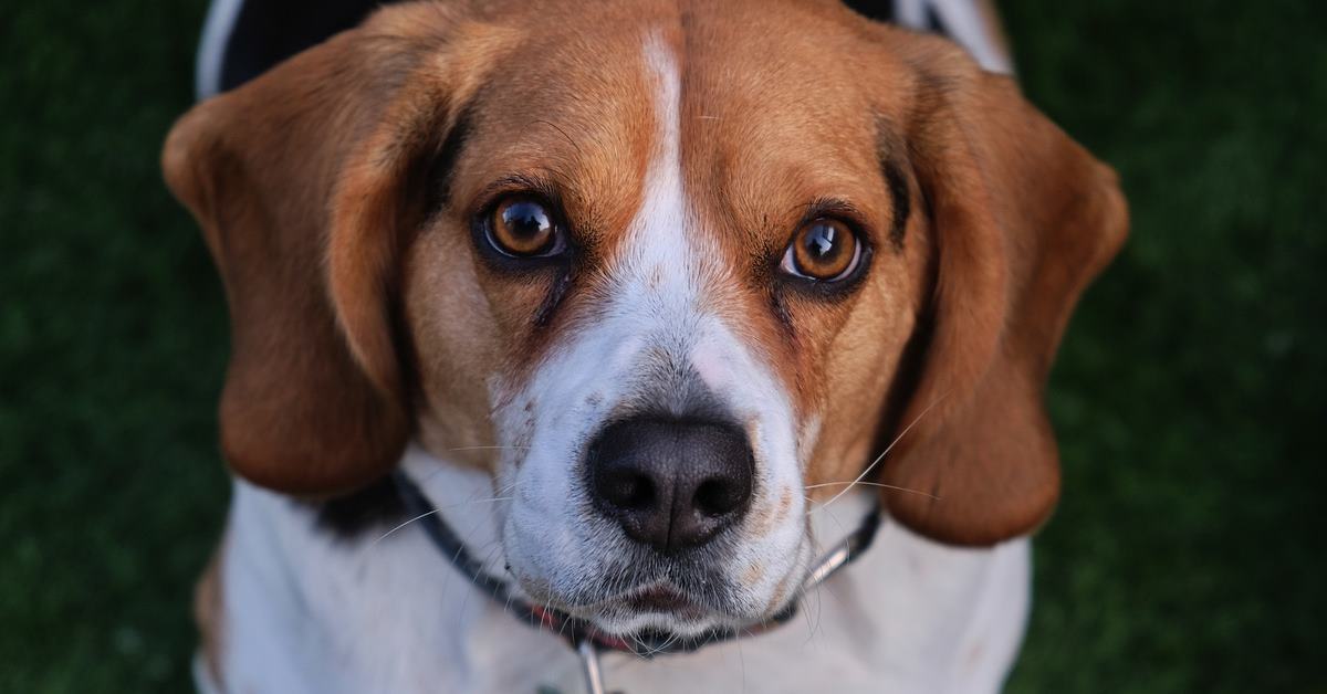 Come addestrare un Beagle, tutti i metodi