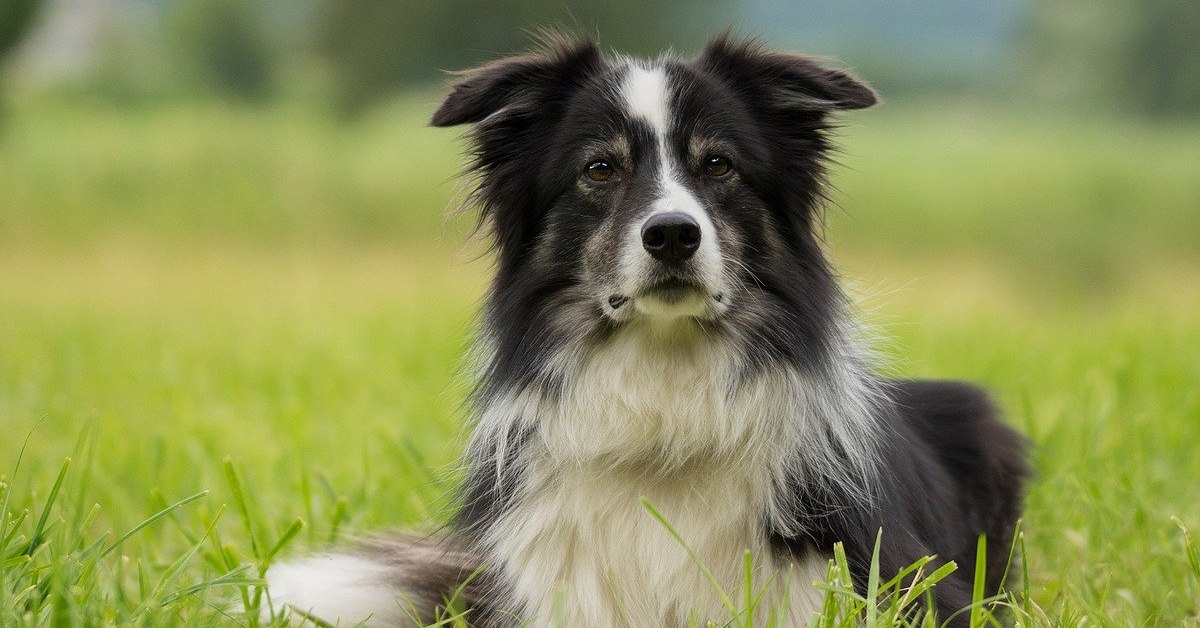 Come addestrare un Border Collie, tutti i metodi