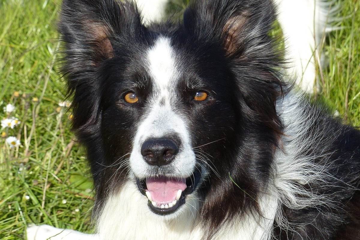 cane con gli occhi marroni