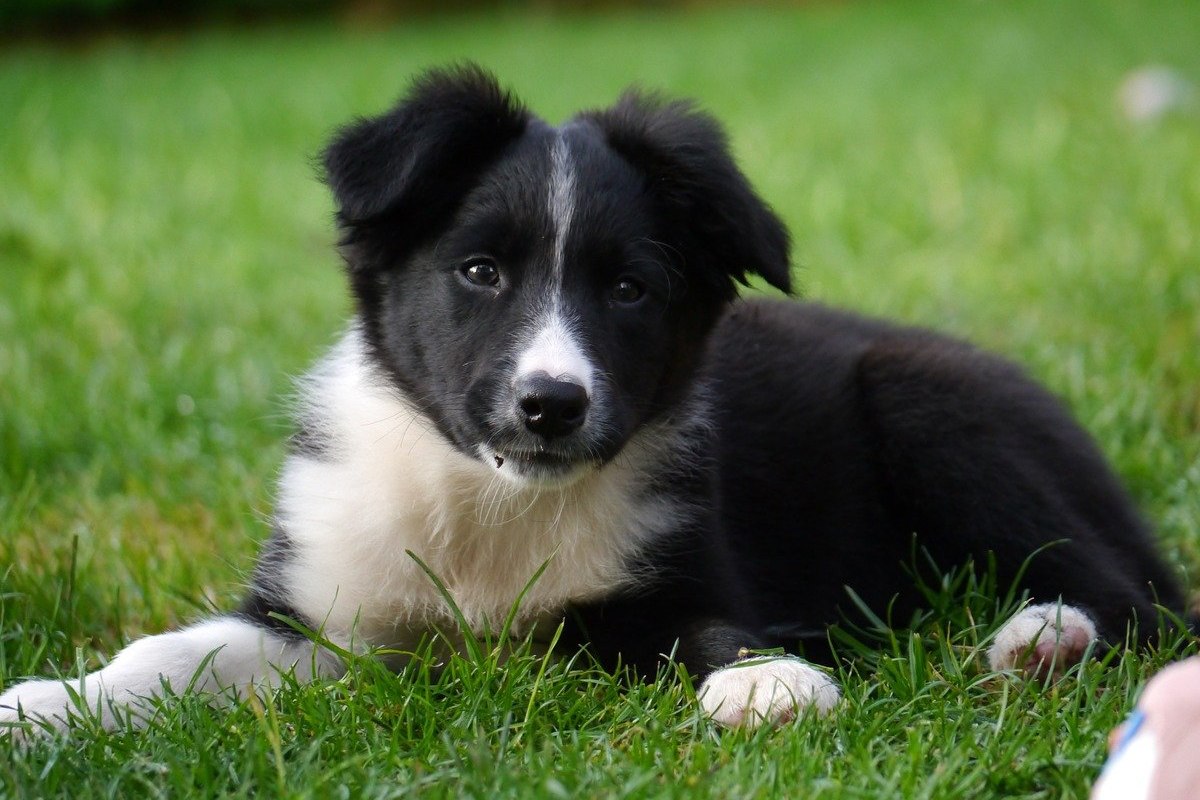 cucciolo di border collie