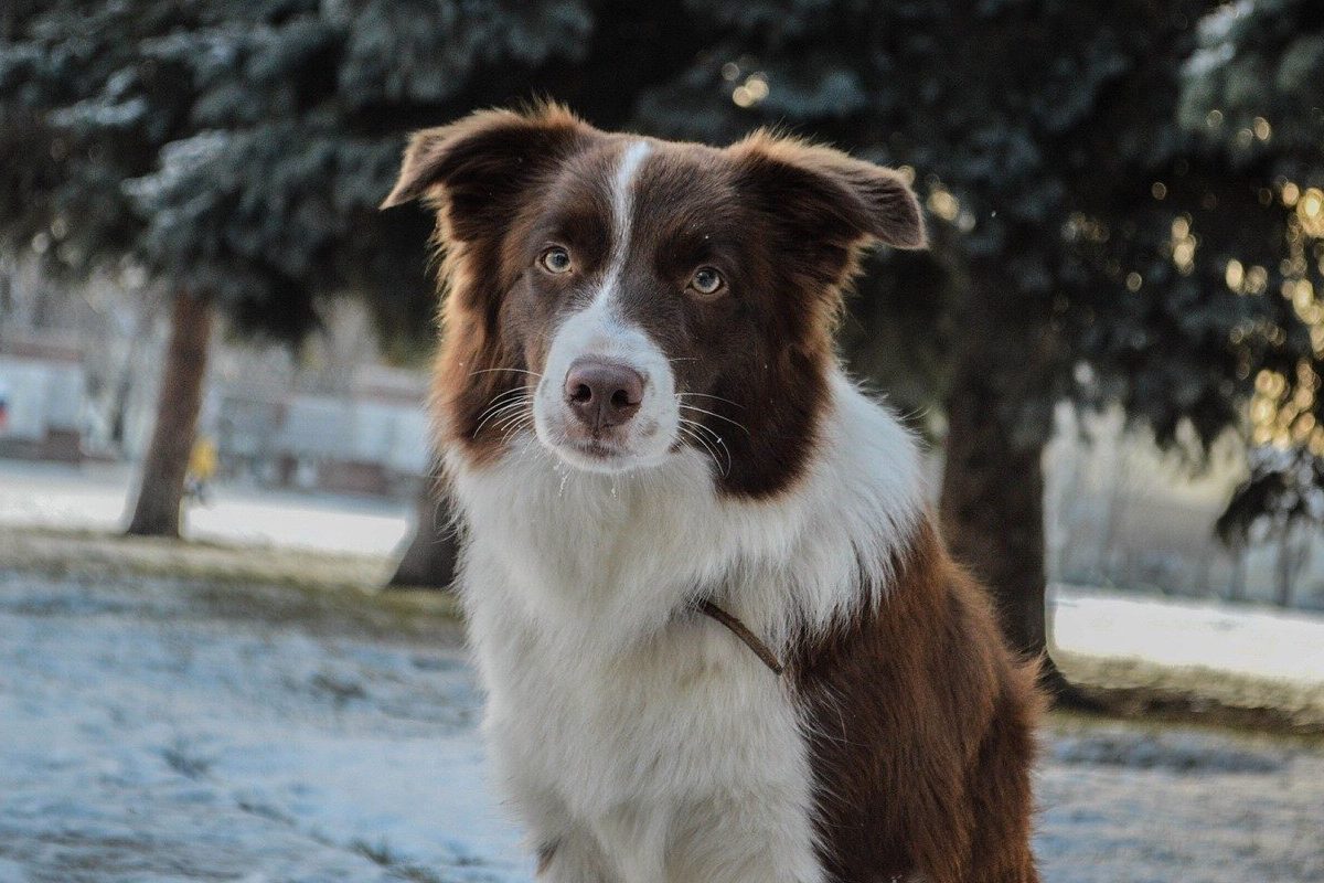 border collie bianco e marrone