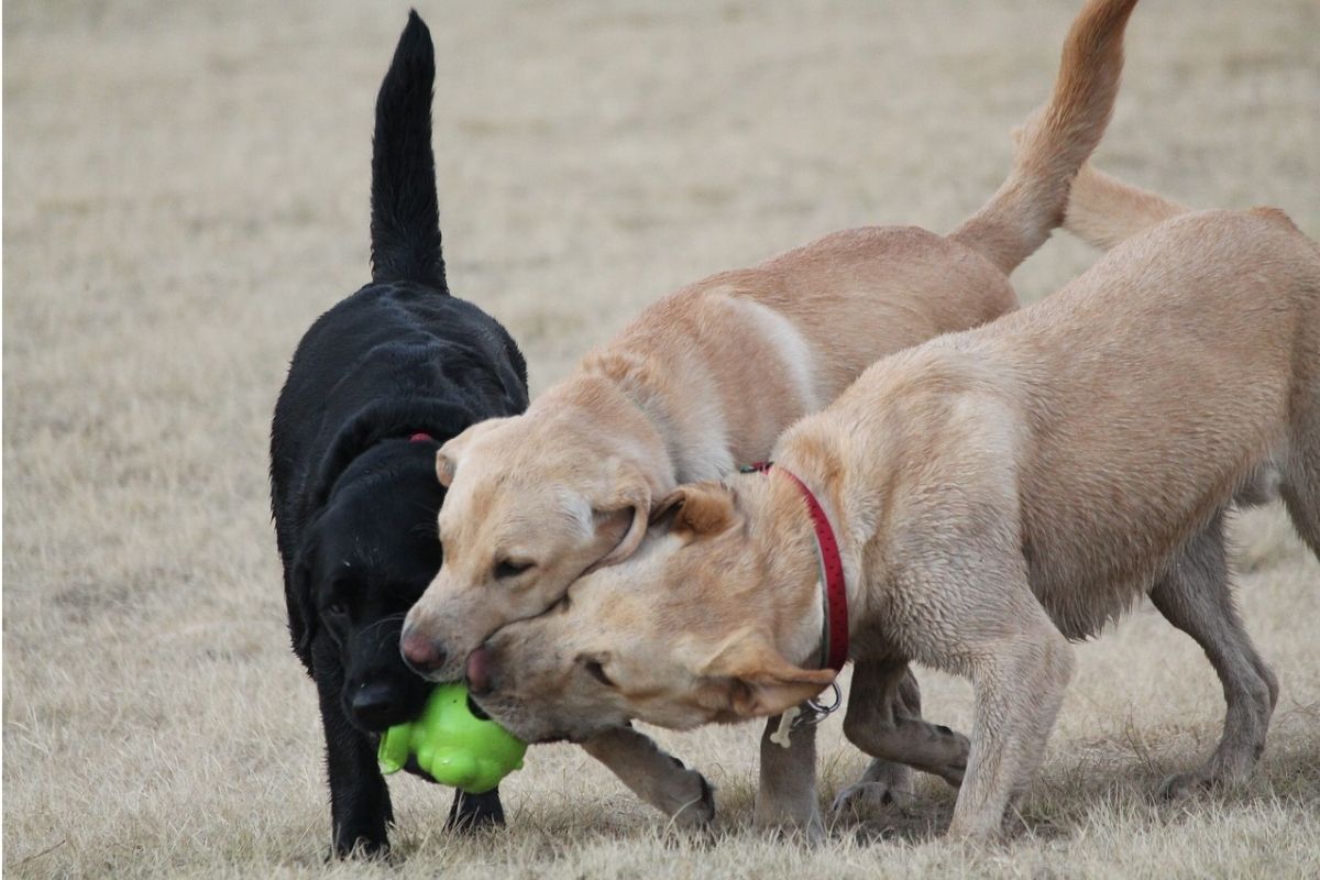 tre cani si contendono un unico gioco