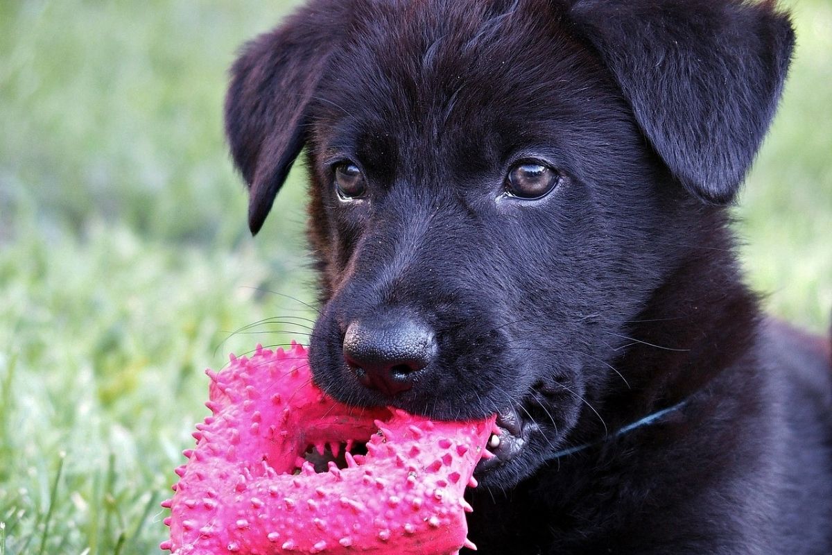 cane tiene in bocca un gioco colorato