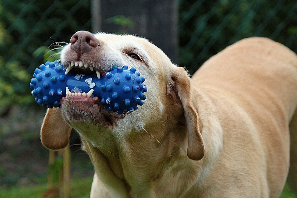 cane mostra un gioco blu tenuto tra i denti