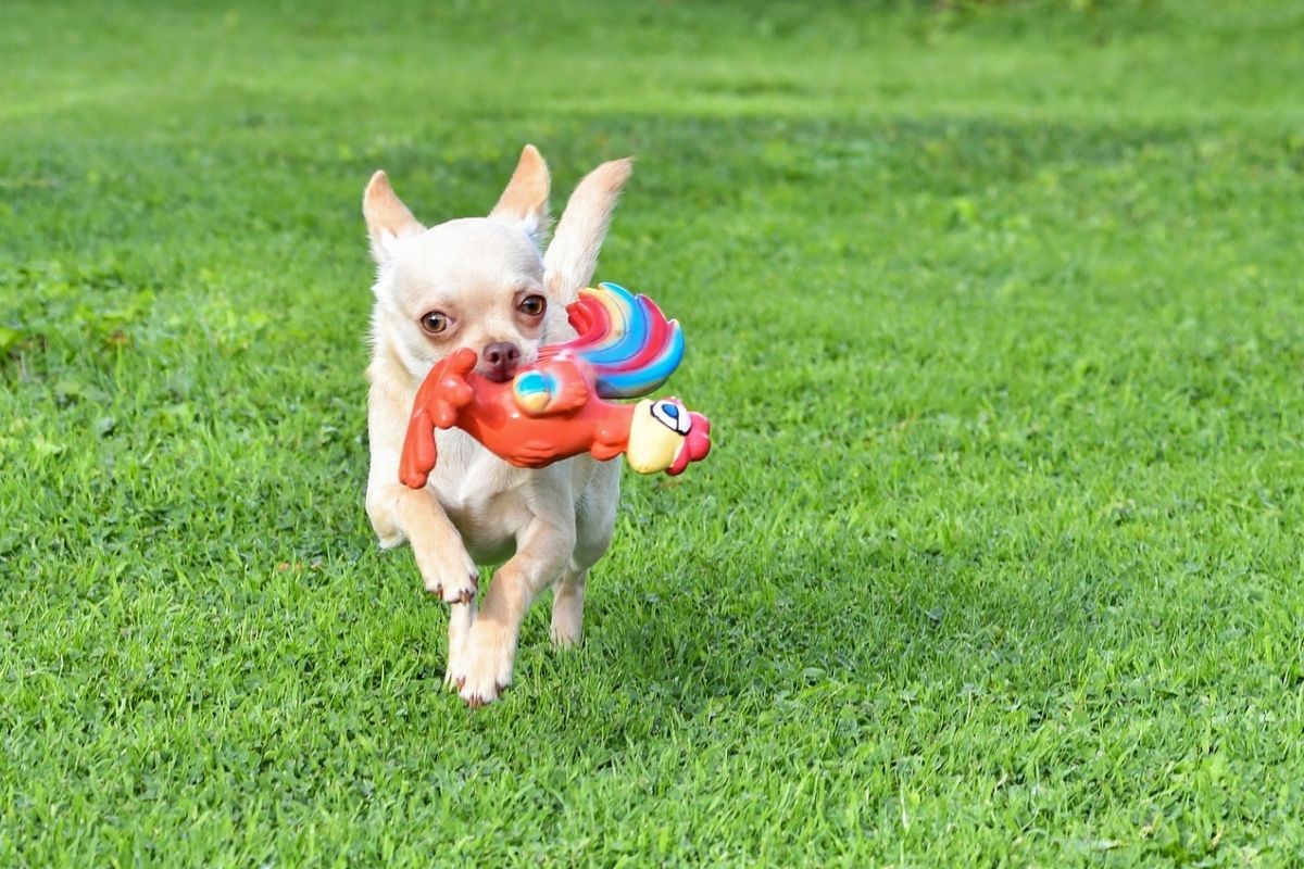 Ai cani piacciono i giochi che fanno rumore, come mai?