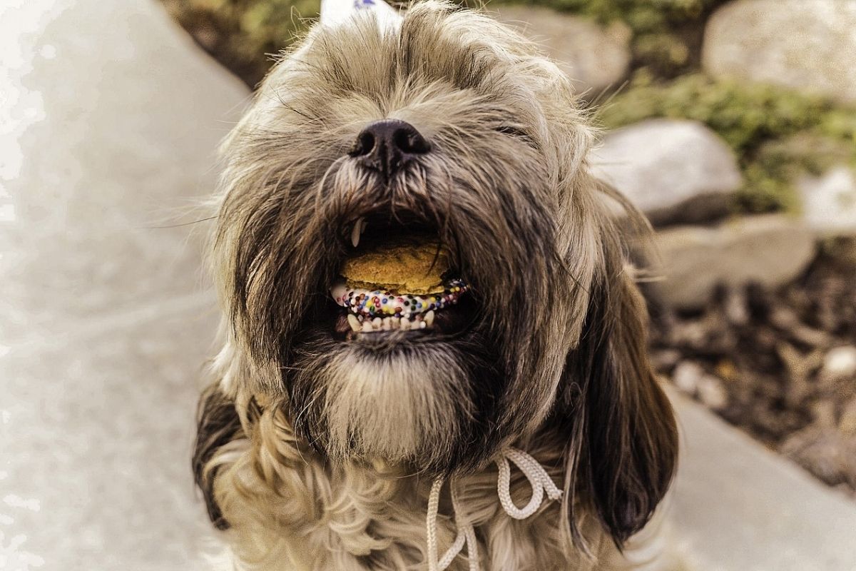 Avvelenamento da xilitolo nel cane: cos’è e cosa fare