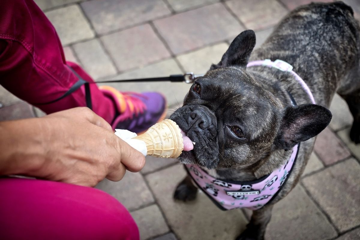 uomo che fa leccare un colo ad un cane