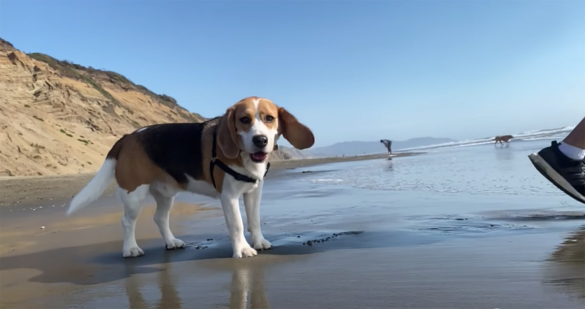 Beagle in riva al mare
