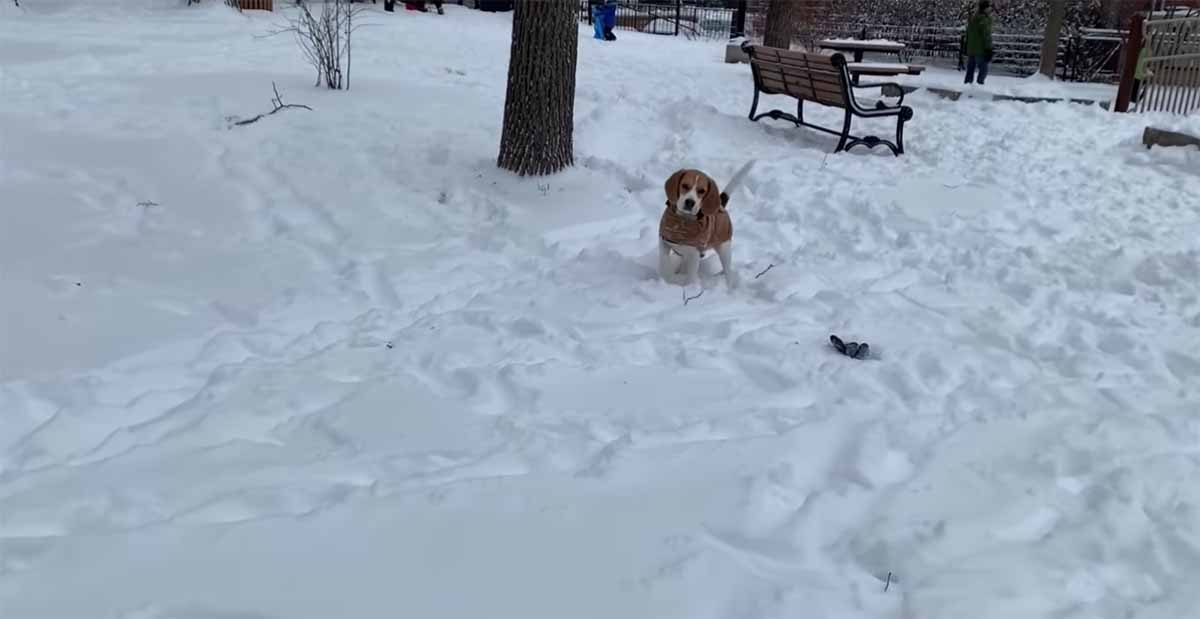 beagle nella neve