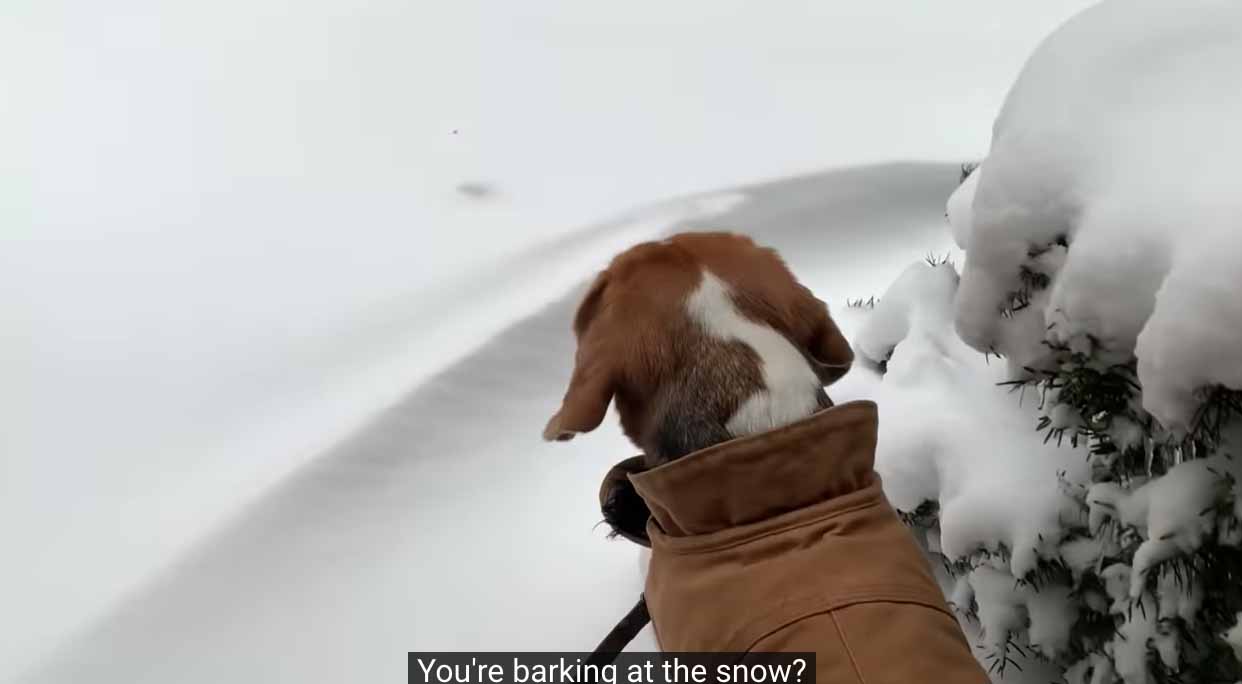 beagle nella neve con cappottino