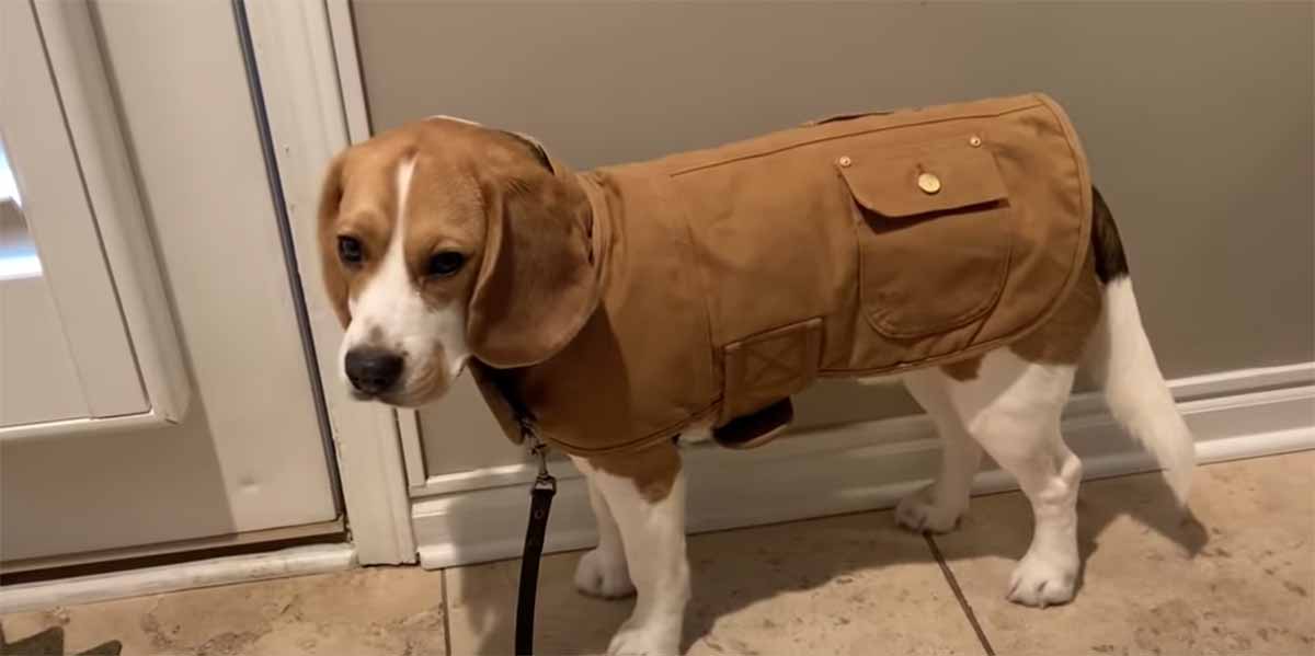 beagle pronto a uscire