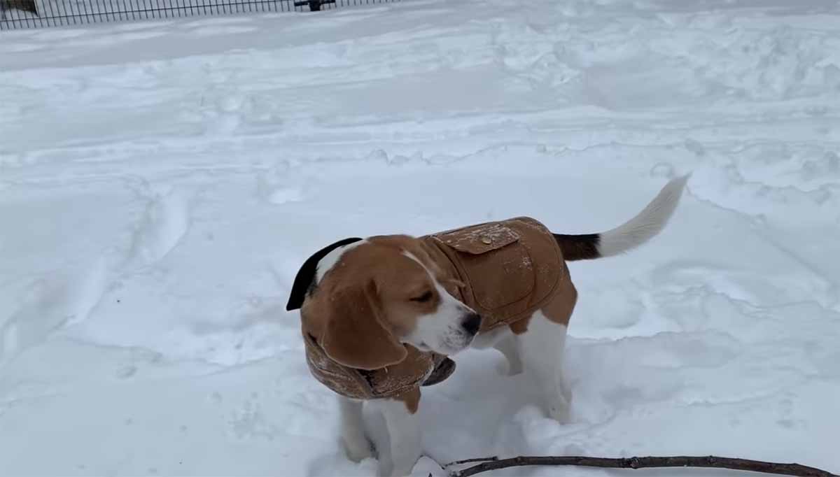 Il Beagle vede la neve per la prima volta: il suo sguardo è impagabile (VIDEO)