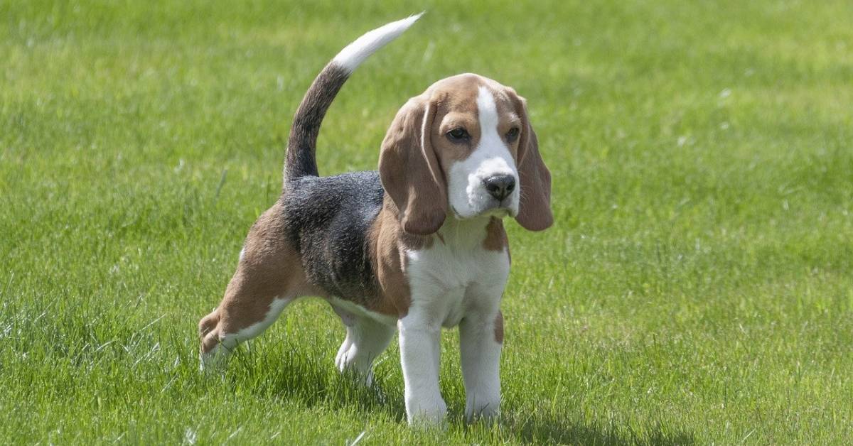Bellissimo cucciolo di beagle vs pomerania, nel video vedrete chi vincerà la battaglia di coccole
