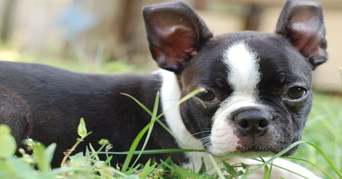 Un cucciolo di Boston Terrier si arrabbia vedendo una particolare statua (VIDEO)