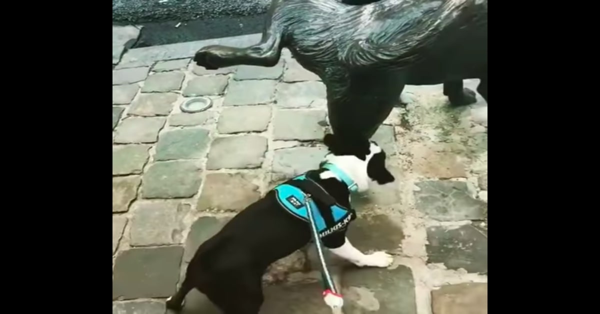 Boston Terrier arrabbiato con statua di cane che orina