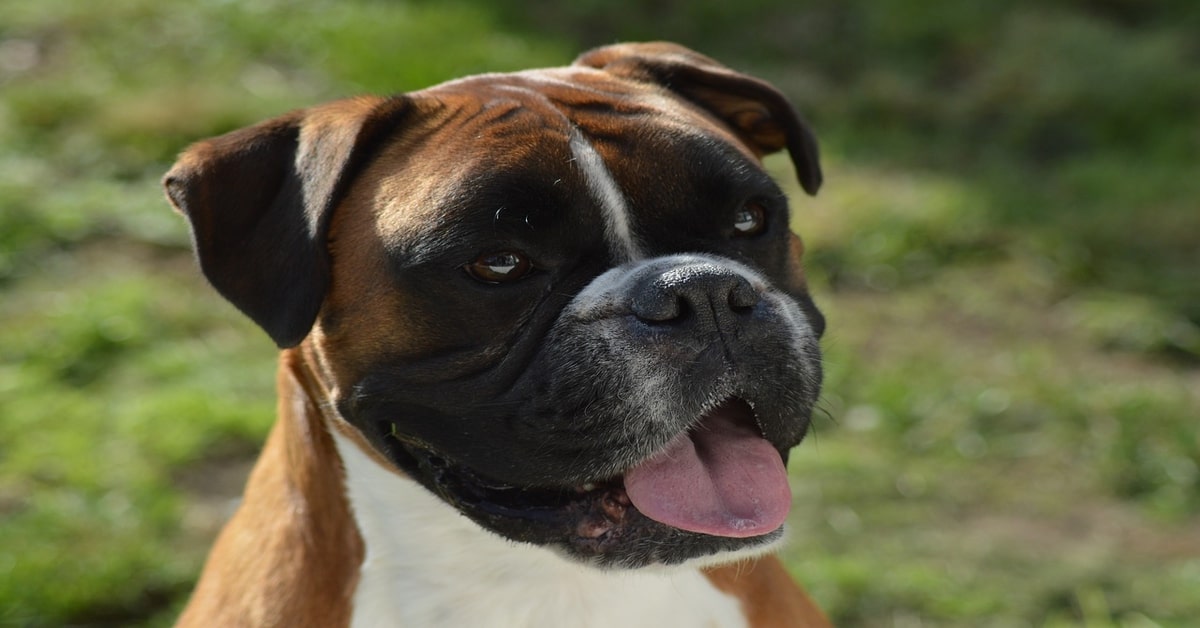 Il cucciolo di Boxer reagisce in maniera tenerissima al provare un dolce per la prima volta (VIDEO)