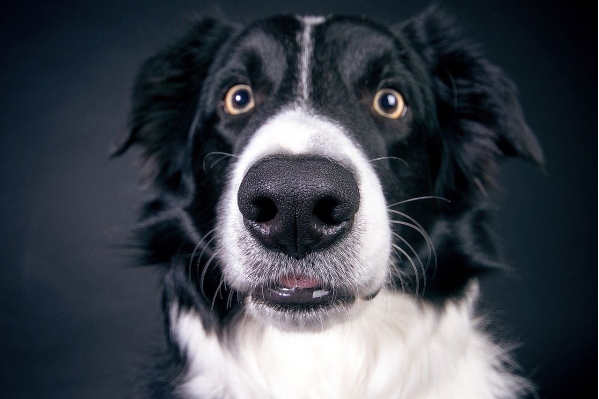 Mettere il campanello al collare del cane: sì o no?